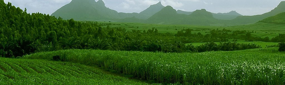 Ethanol Producing Sugar Cane Fields - Renewable Energy Engineering & Design